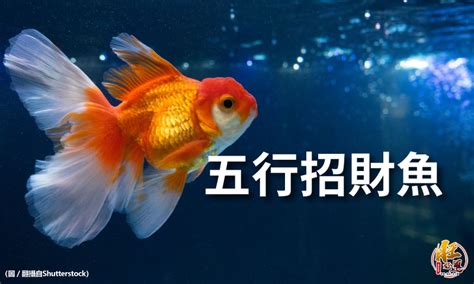 魚的數量 風水|養魚招財：最佳魚隻數量